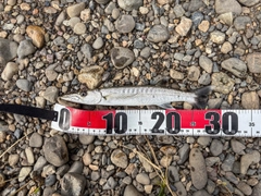 オニカマスの釣果