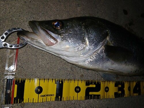 シーバスの釣果
