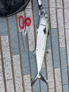 サゴシの釣果