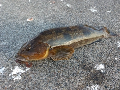 アイナメの釣果