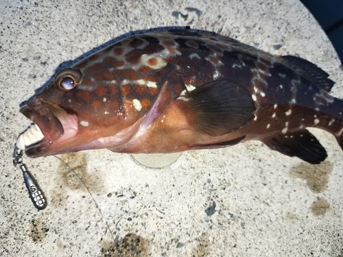 キジハタの釣果