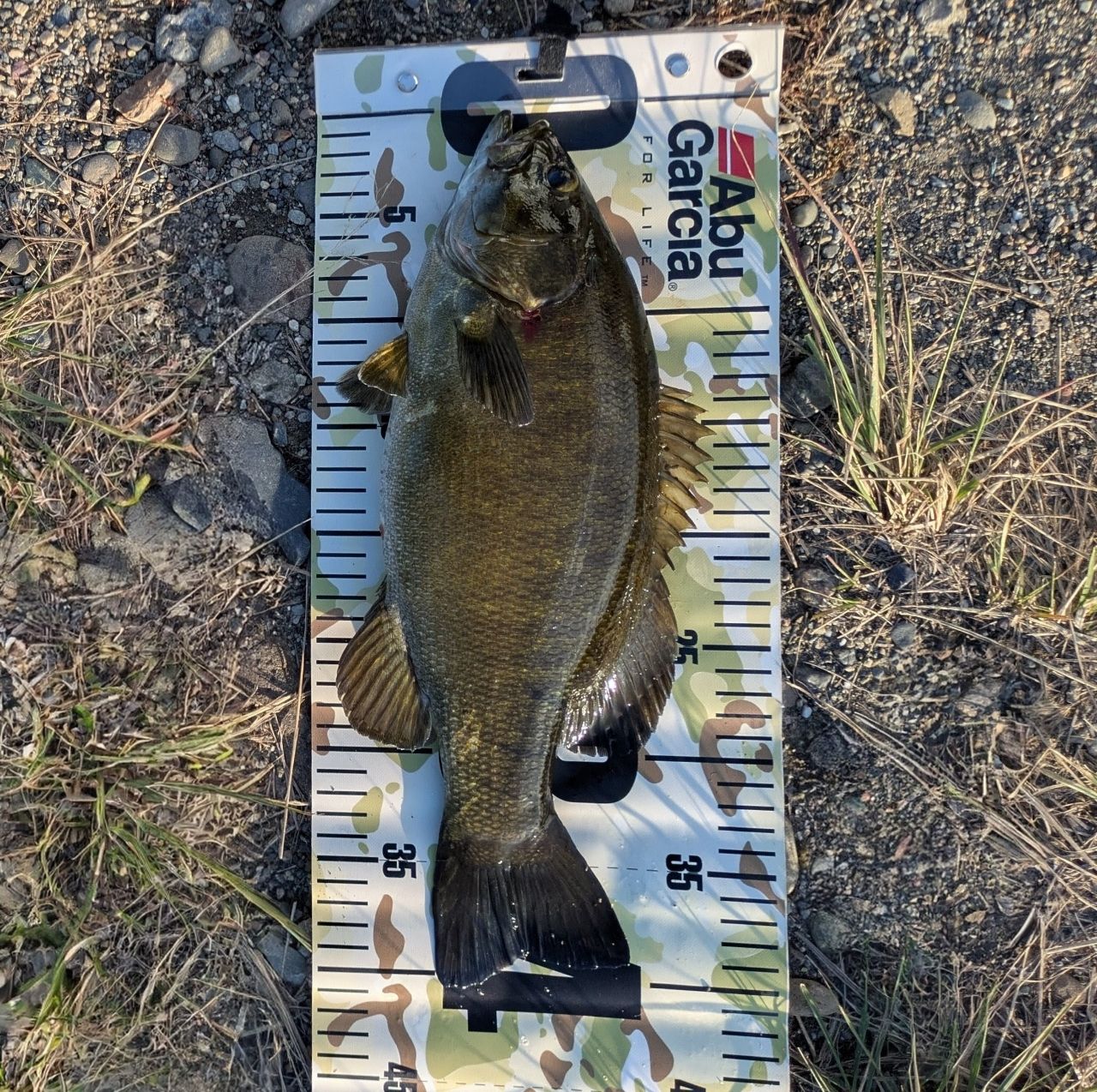 SHIMANO 21ポイズングロリアス 2610ML/Hの最安値・インプレ・釣果