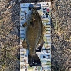 スモールマウスバスの釣果