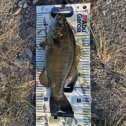 スモールマウスバス