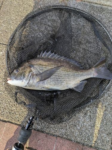 豊洲ぐるり公園