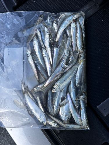 鳴尾浜臨海公園海づり広場