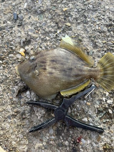 カワハギの釣果