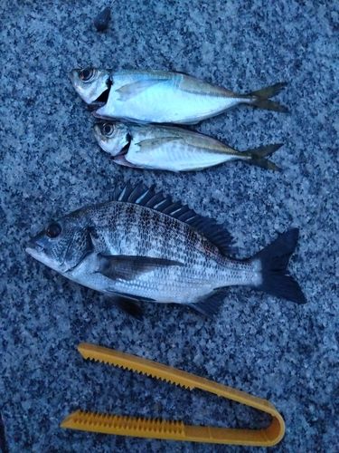 クロダイの釣果