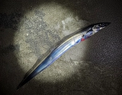 タチウオの釣果