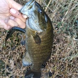 スモールマウスバス