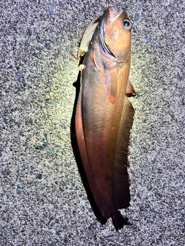 チゴダラの釣果