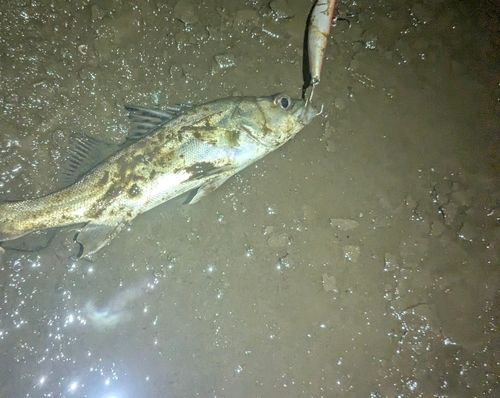 セイゴ（マルスズキ）の釣果