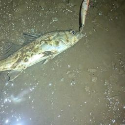 セイゴ（マルスズキ）