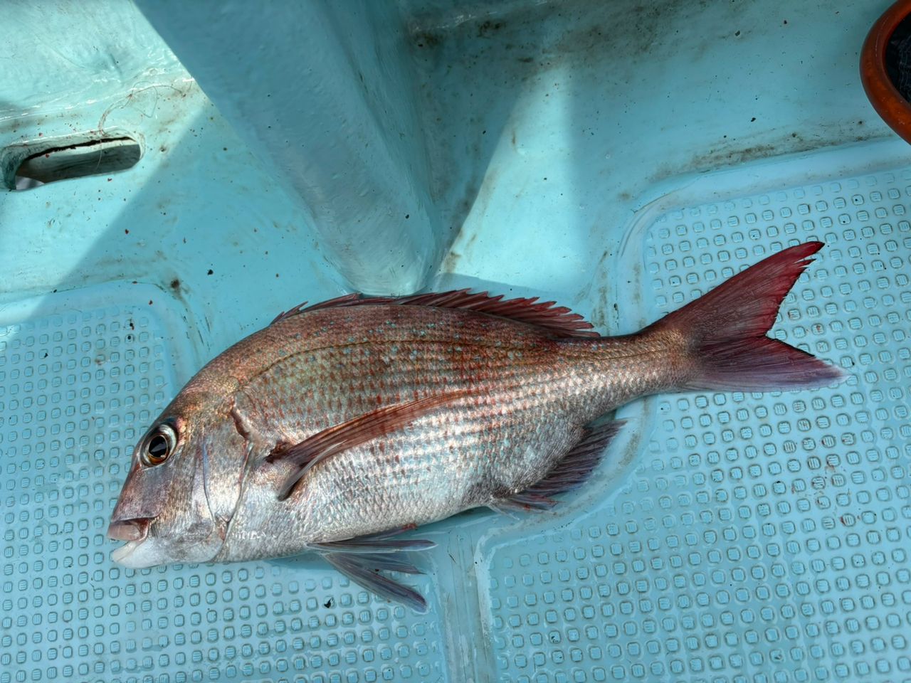 DAIWA 20紅牙 EX N68HB-SMTの最安値・インプレ・釣果 | 本音の口コミが