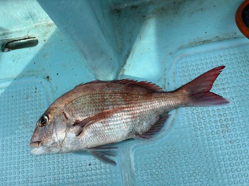 マダイの釣果