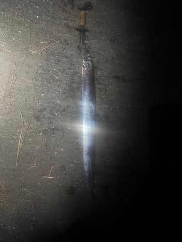 タチウオの釣果