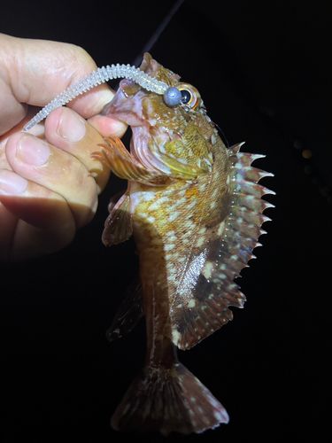 アラカブの釣果
