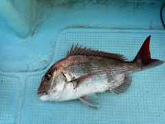 マダイの釣果