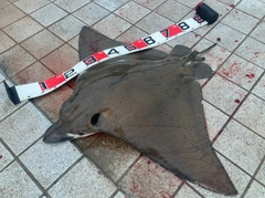 ナルトビエイの釣果