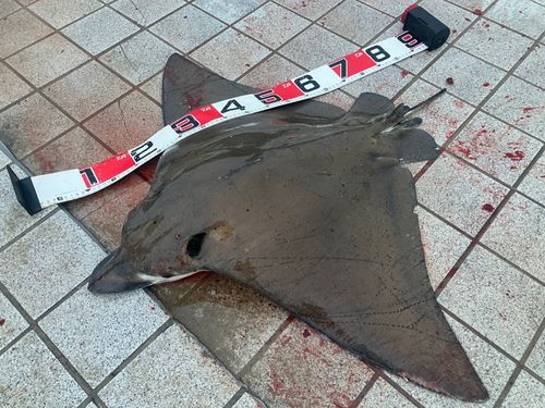 ナルトビエイの釣果