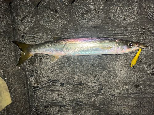 アカカマスの釣果