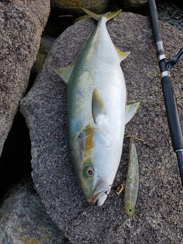 ヒラマサの釣果