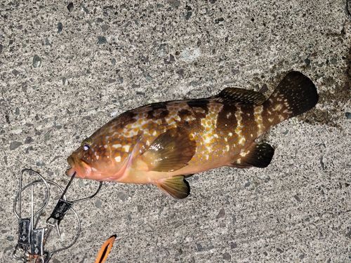 キジハタの釣果