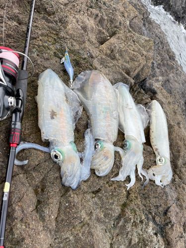 アオリイカの釣果