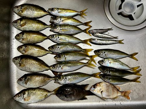 アジの釣果