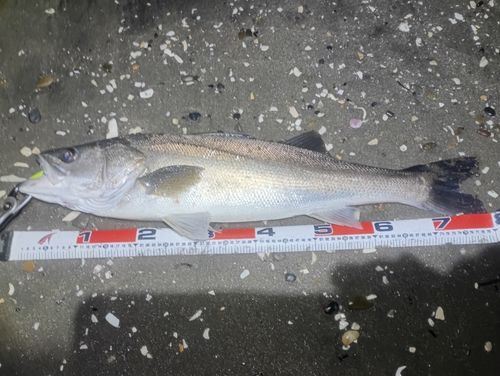 シーバスの釣果