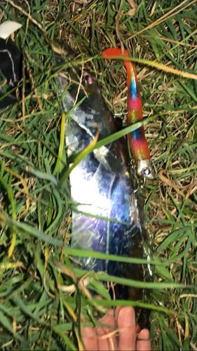 タチウオの釣果