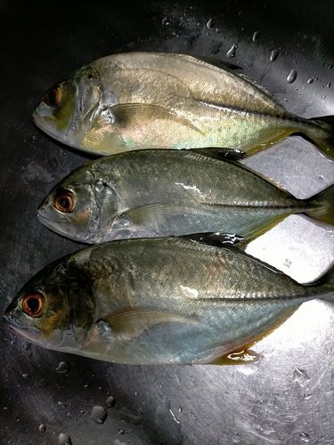 ギンガメアジの釣果