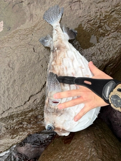 イシガキフグの釣果