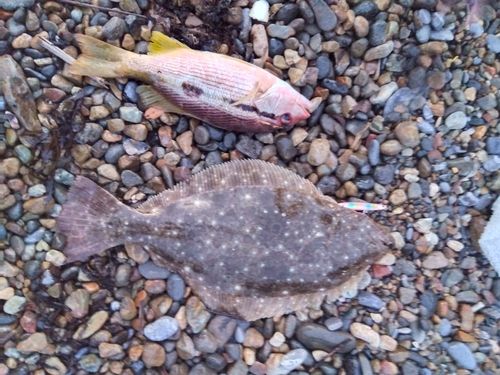 ヨコスジフエダイの釣果