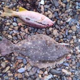 ヨコスジフエダイ