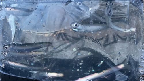 カタクチイワシの釣果