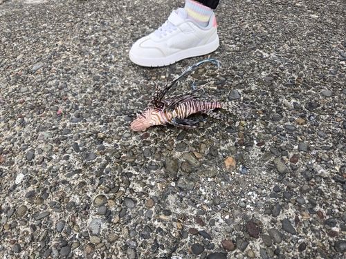 ミノカサゴの釣果