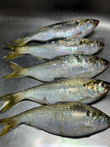 コノシロの釣果