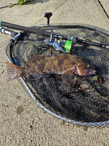 アイナメの釣果