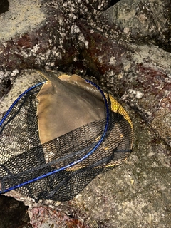 アカエイの釣果