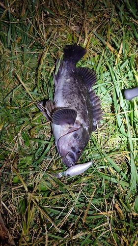 クロソイの釣果