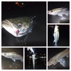 シーバスの釣果