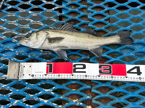 フッコ（マルスズキ）の釣果