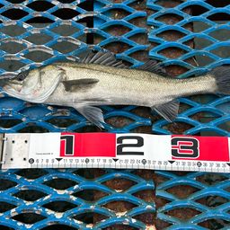 フッコ（マルスズキ）