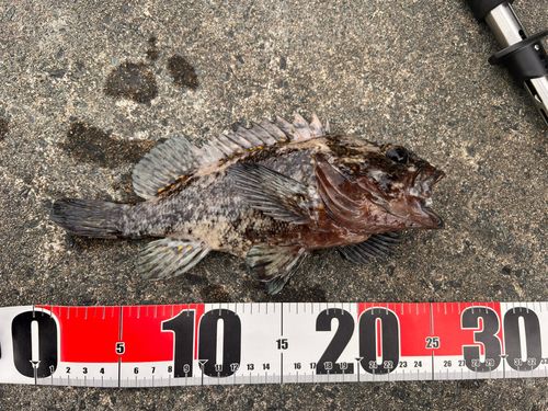 オウゴンムラソイの釣果