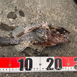 オウゴンムラソイ