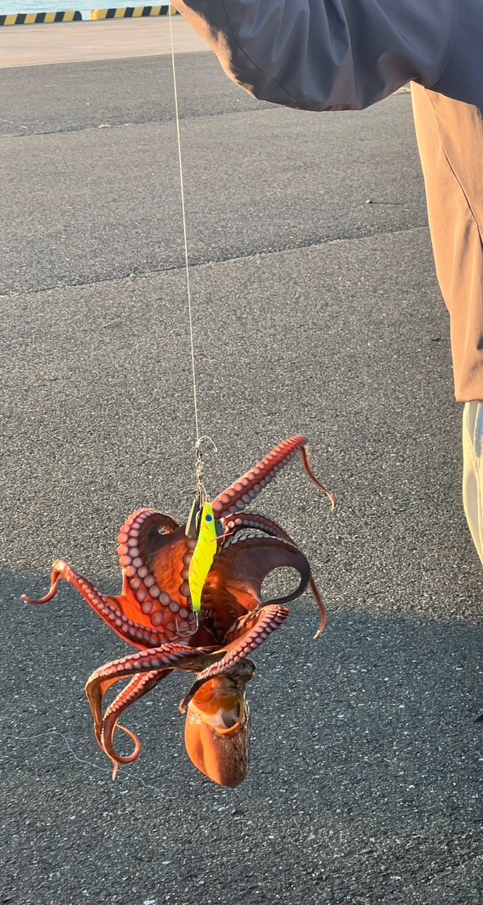 AbuGarcia タコスフィールド TKFC-742XH-HDの最安値・インプレ・釣果