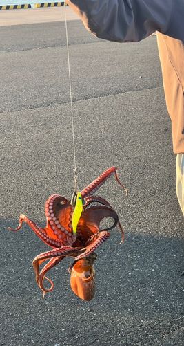 タコの釣果