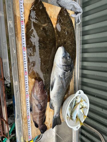 ヒラメの釣果