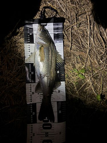 セイゴ（マルスズキ）の釣果